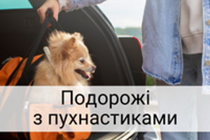 Пухнасті пригоди: 7 важливих речей для подорожей з домашніми улюбленцями!